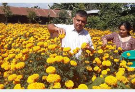 सयपत्री फूलखेतीमा रमाइरहेका पोखरेली युवा